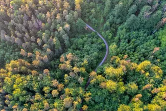 forest-path-5201643_1280-Image par Jonathan Reichel de Pixabay.jpg