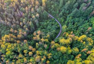 forest-path-5201643_1280-Image par Jonathan Reichel de Pixabay.jpg